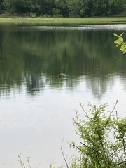 Dendrocygna autumnalis