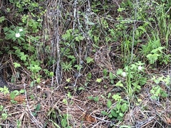 Anemonastrum deltoideum