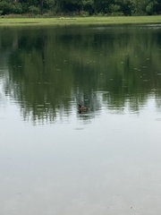 Dendrocygna autumnalis