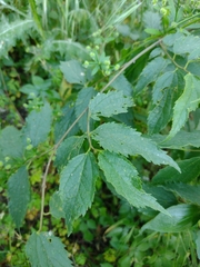 Celtis australis