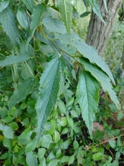 Celtis australis