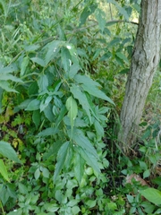 Celtis australis