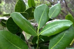 Zanthoxylum dipetalum