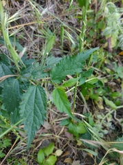 Celtis australis