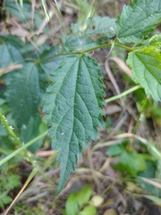 Celtis australis