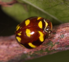 Ceratogergithus pseudotessellatus