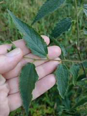 Celtis australis