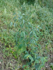 Celtis australis