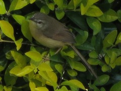 Prinia subflava