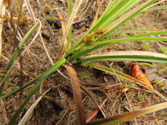 Carex zikae