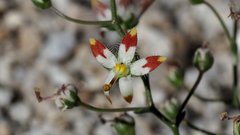 Nemacladus rubescens