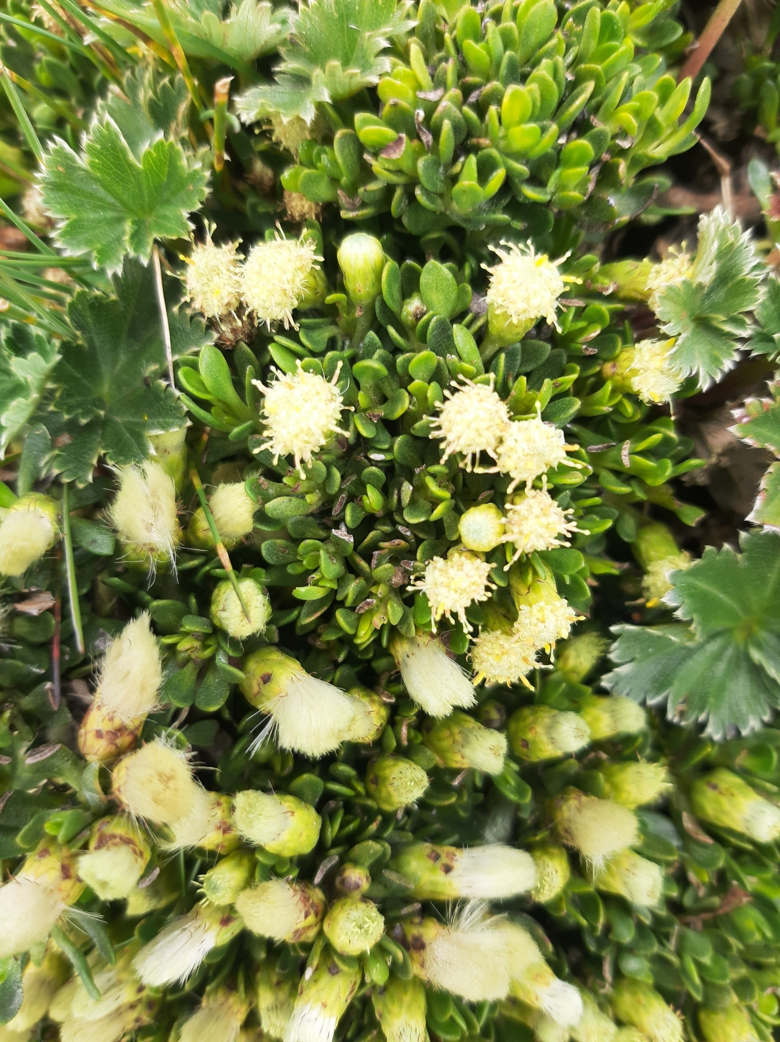 Baccharis caespitosa image