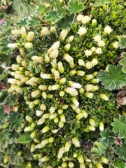 Baccharis caespitosa