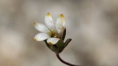 Nemacladus sigmoideus