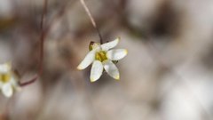 Nemacladus sigmoideus