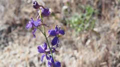 Delphinium parishii subglobosum
