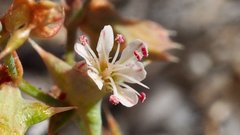 Centrostegia thurberi