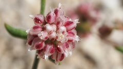 Eriogonum maculatum
