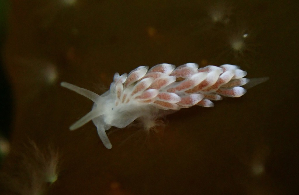 Naked Ear Aeolid