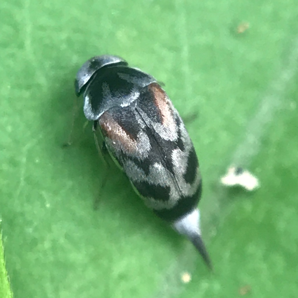 Paramordellaria carinata