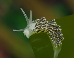 Diaphoreolis viridis