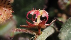 Ayenia compacta
