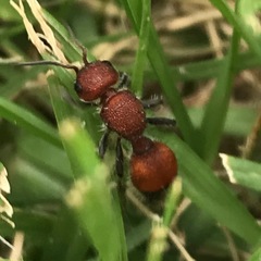 Dasymutilla creon