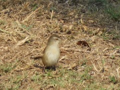 Prinia subflava