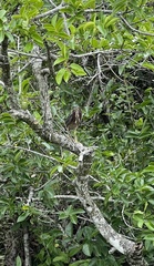 Butorides virescens image