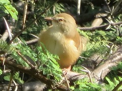 Prinia subflava