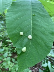 Phylloxera caryaeglobuli