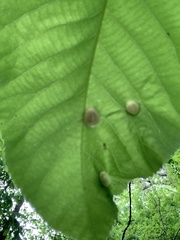 Phylloxera caryaeglobuli