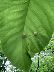 Phylloxera caryaeglobuli