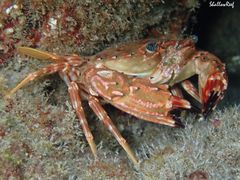 Goniosupradens hawaiensis