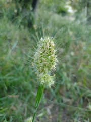 Cynosurus echinatus