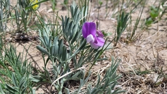Lathyrus polymorphus incanus