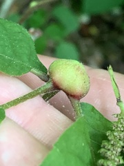 Phylloxera caryaemagna