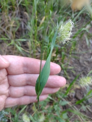 Cynosurus echinatus