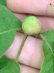 Phylloxera caryaemagna