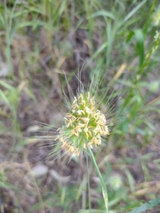 Cynosurus echinatus