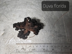 Duva florida