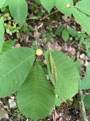 Phylloxera caryaemagna