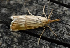 Chrysocrambus linetella
