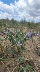 Penstemon angustifolius caudatus