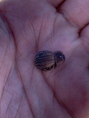 Philolithus sordidus