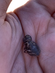 Philolithus sordidus