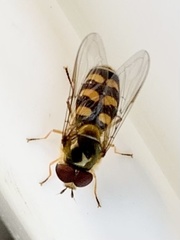 Lapposyrphus