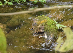 Myiothlypis rivularis