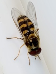 Lapposyrphus
