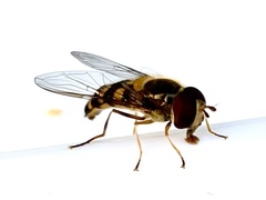 Lapposyrphus